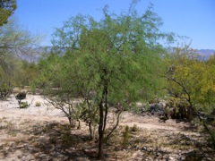 Prosopis chilensis 